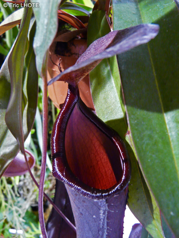  - Nepenthes Rebecca Soper - 