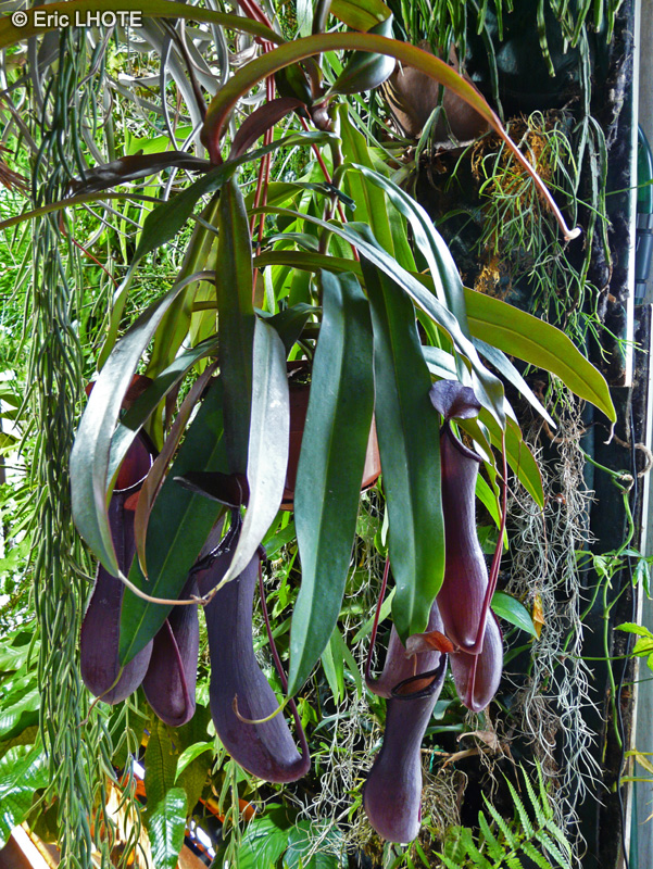 Nepenthaceae - Nepenthes Rebecca Soper - N&eacute;penth&egrave;s, Gourde du mineur