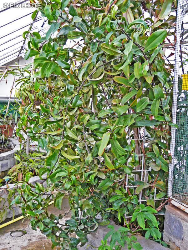 Nepenthaceae - Nepenthes X - Népenthès, Gourde du mineur