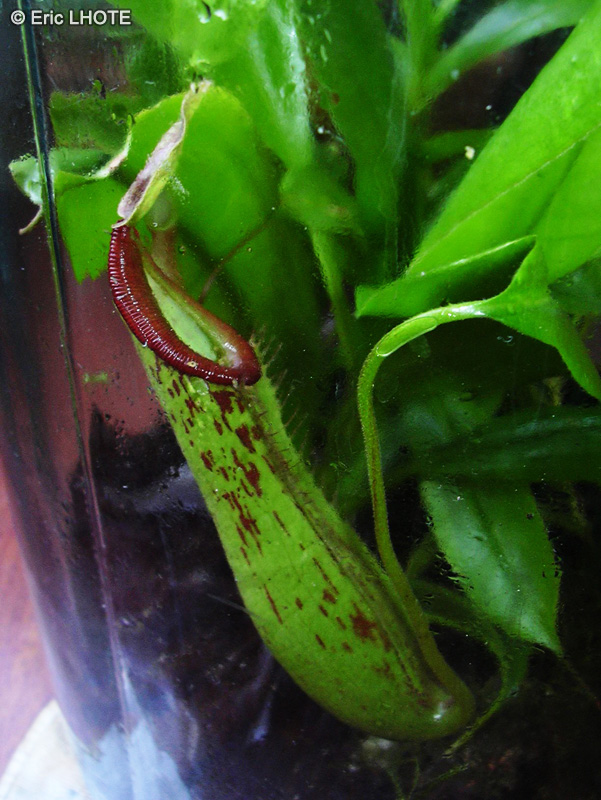  - Nepenthes alata - 
