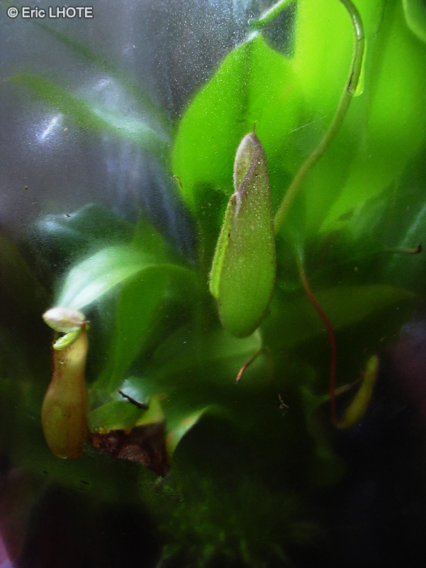  - Nepenthes alata - 