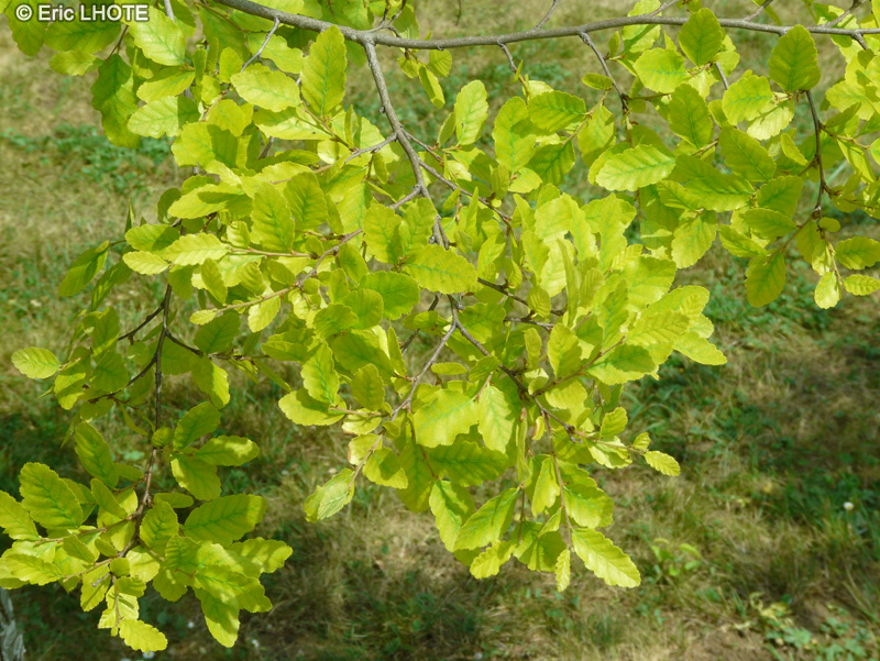  - Nothofagus obliqua - 
