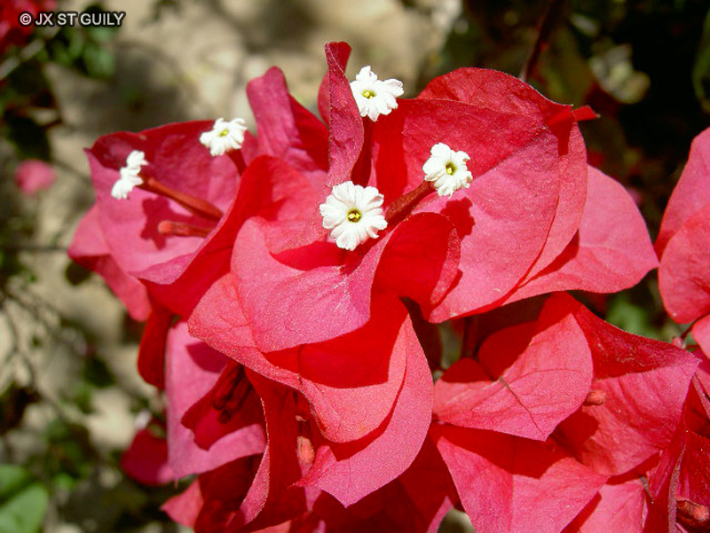  - Bougainvillea glabra - 