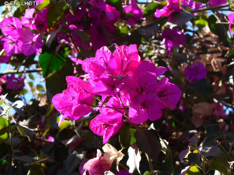  - Bougainvillea glabra - 