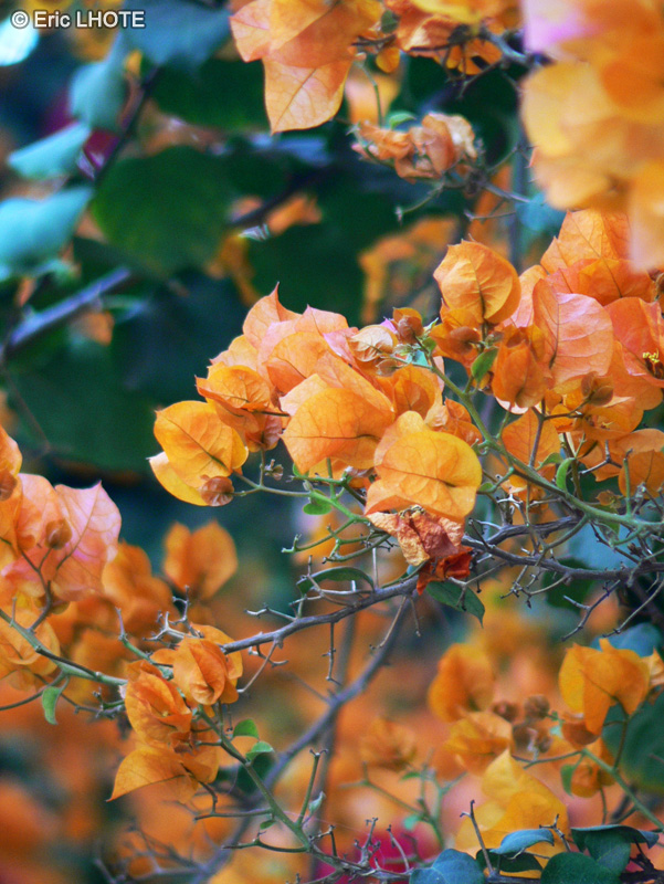  - Bougainvillea spectabilis - 