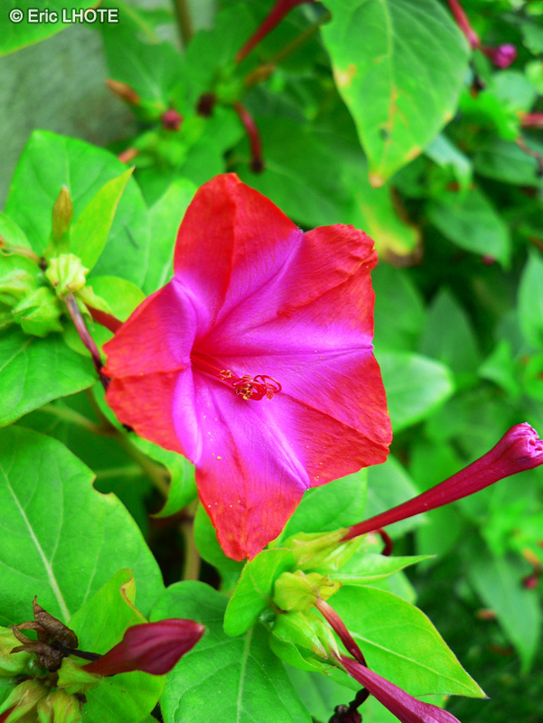  - Mirabilis jalapa - 