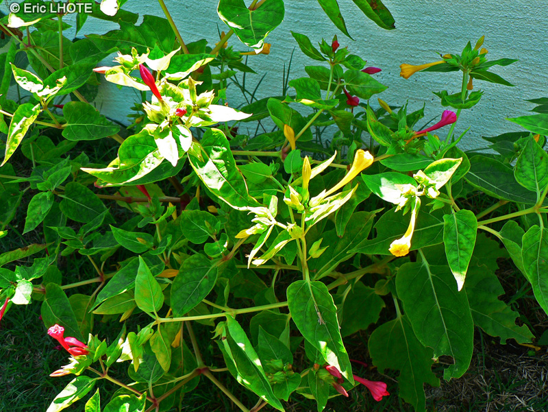  - Mirabilis jalapa - 