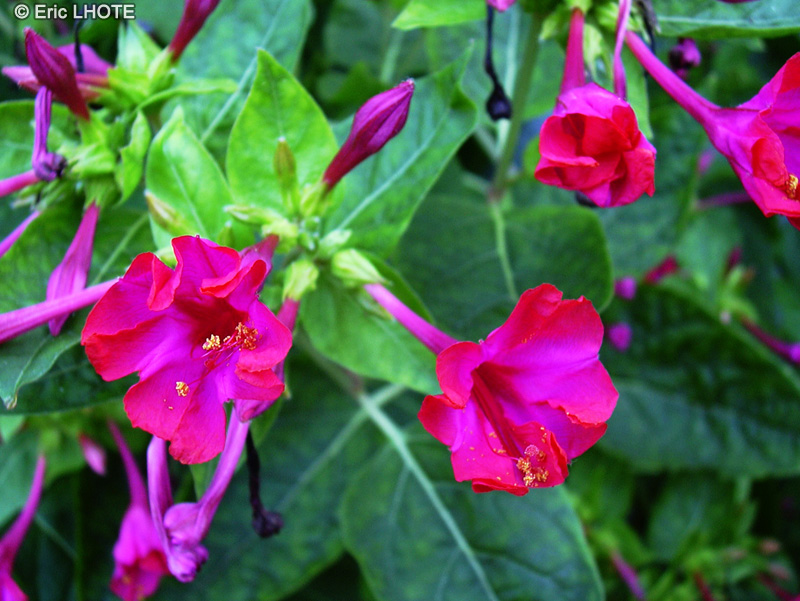  - Mirabilis jalapa - 