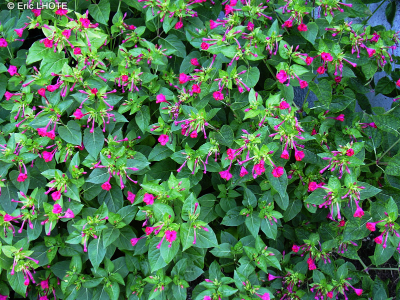  - Mirabilis jalapa - 