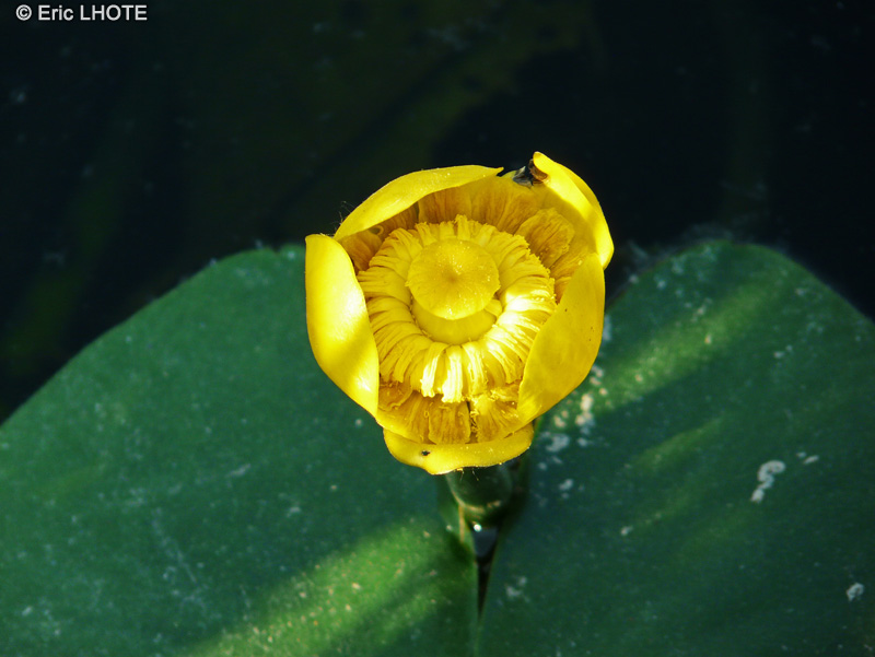  - Nuphar lutea - 
