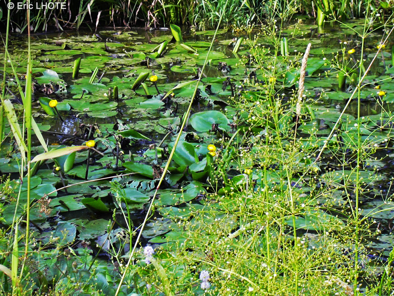 Nymphaeaceae - Nuphar lutea - Nénuphar jaune