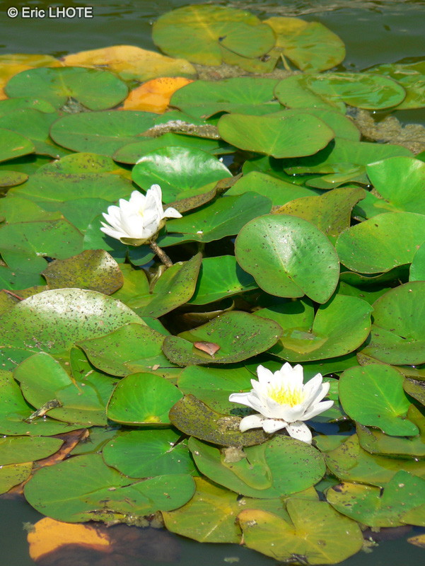 Nymphaeaceae - Nymphaea alba - Nymph&eacute;a blanc, N&eacute;nuphar blanc, Lis des &eacute;tangs, Grand N&eacute;nuphar
