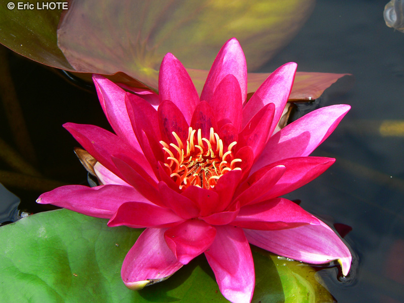 Nymphaeaceae - Nymphaea laydekeri - Nymphéa, Nénuphar