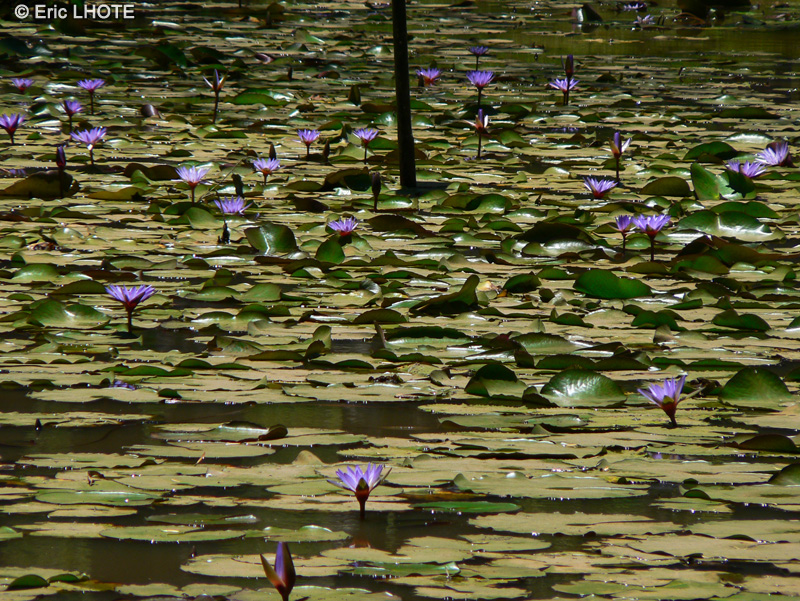 Nymphaeaceae - Nymphaea nouchali var. caerulea, Nymphaea capensis - Lotus bleu, Nénuphar bleu, Lotus d’Egypte