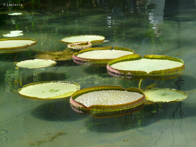  - Victoria amazonica - 