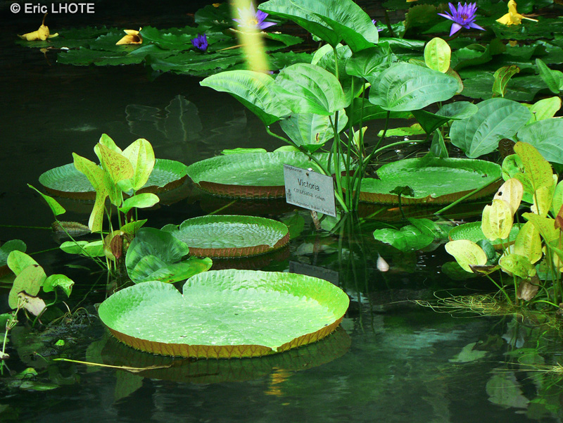 Nymphaeaceae - Victoria amazonica - Victoria d&rsquo;Amazonie, N&eacute;nuphar g&eacute;ant