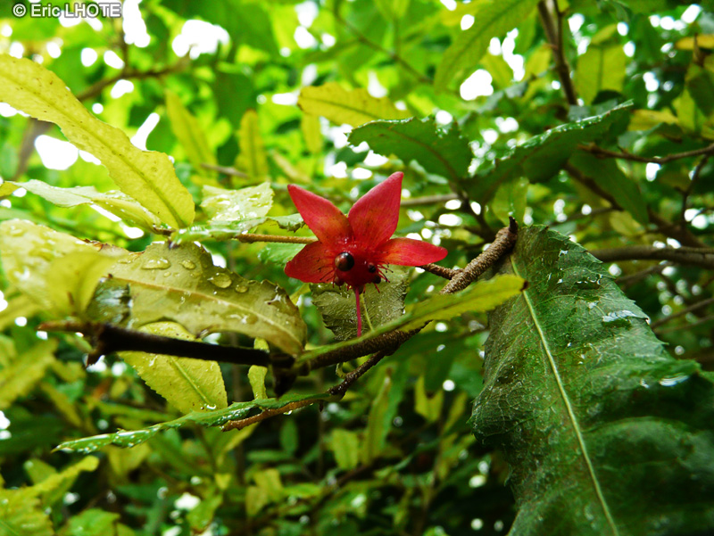 Ochnaceae - Ochna multiflora - Oeil de paon, Plante Mickey