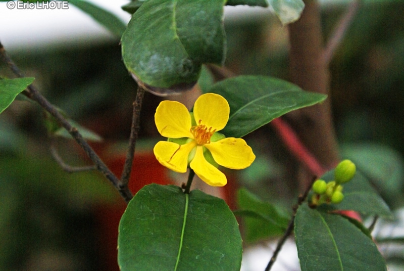 - Ochna serrulata - 