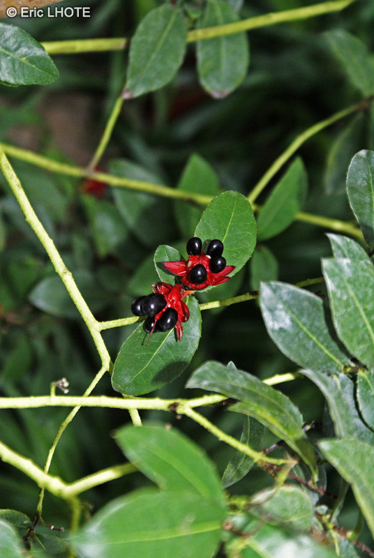  - Ochna serrulata - 