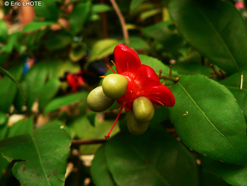  - Ochna serrulata - 