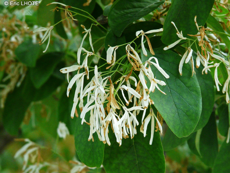  - Chionanthus retusus - 