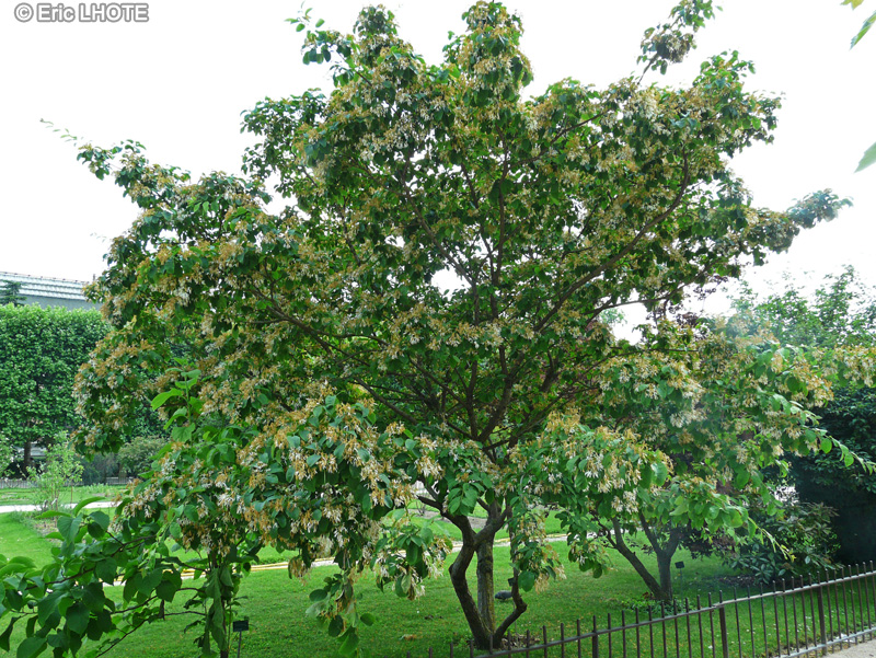  - Chionanthus retusus - 