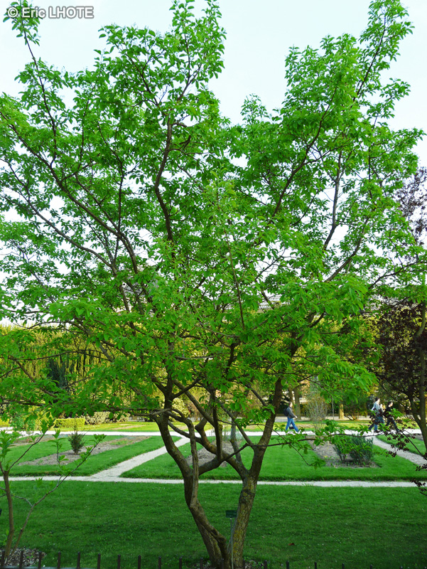 Oleaceae - Chionanthus retusus - Arbre de neige Chinois