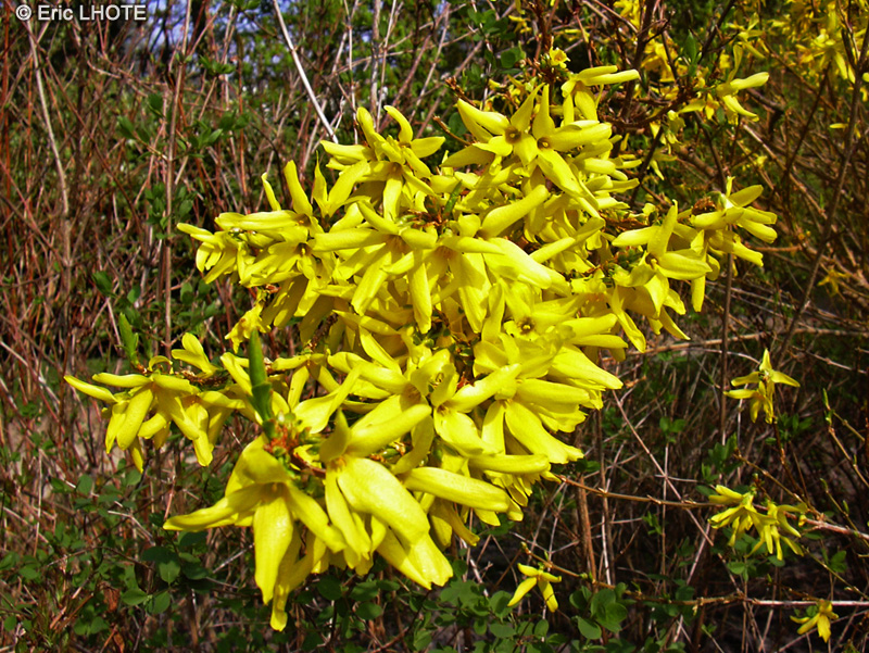 Oleaceae - Forthysia x Intermedia - Forsythia de Paris, Mimosa de Paris