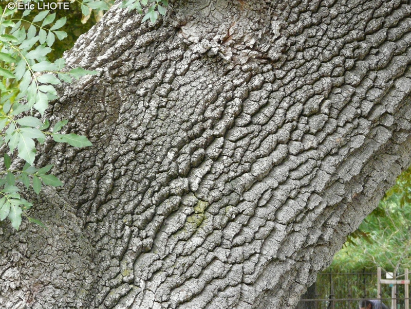  - Fraxinus angustifolia - 