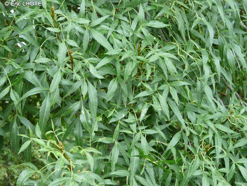  - Fraxinus angustifolia - 