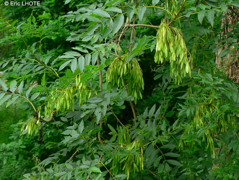  - Fraxinus excelsior - 