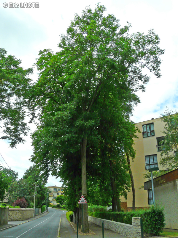 Oleaceae - Fraxinus excelsior - Frêne commun