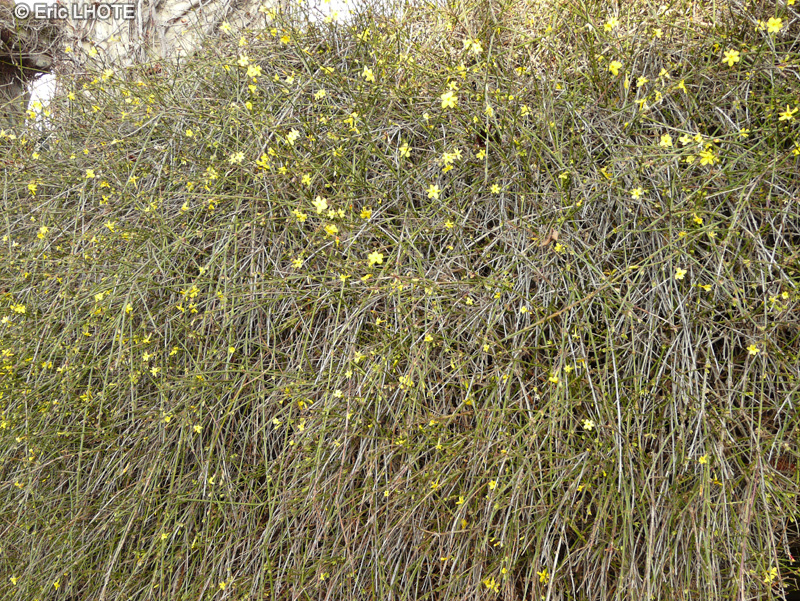  - Jasminum nudiflorum - 