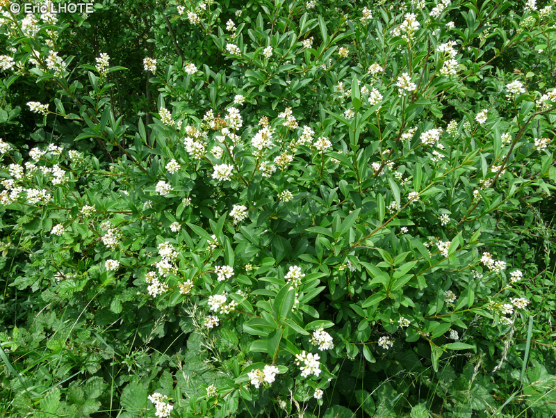  - Ligustrum vulgare - 
