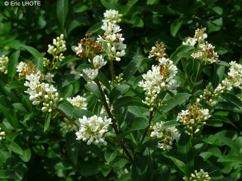  - Ligustrum vulgare - 