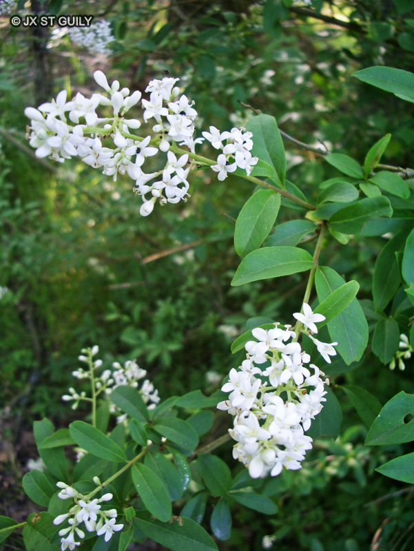 Oleaceae - Ligustrum vulgare - Troène commun, Troène vulgaire, Troène d’Europe
