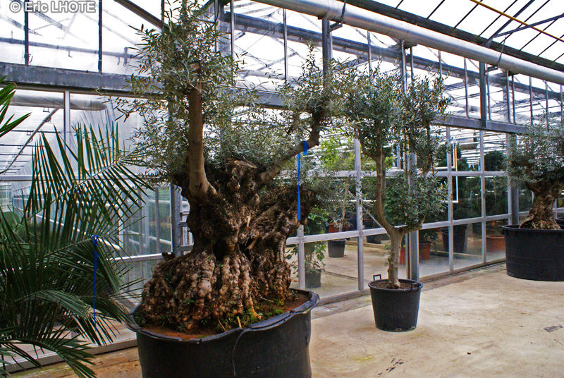  - Olea europaea - 