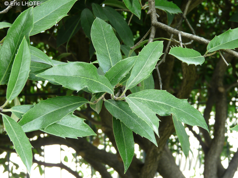  - Osmanthus armatus - 