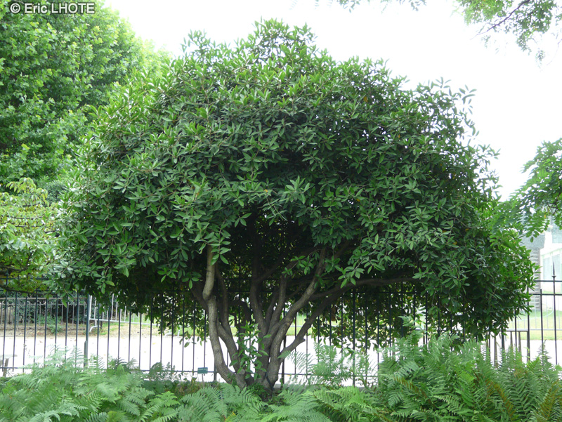  - Osmanthus armatus - 