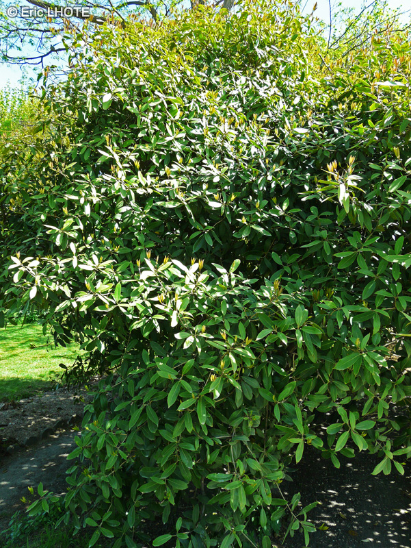 Oleaceae - Osmanthus armatus - Osmanthe épineux