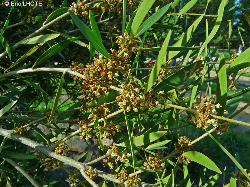 - Phillyrea angustifolia - 