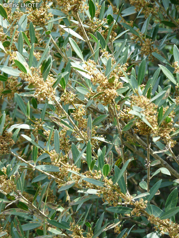  - Phillyrea angustifolia - 