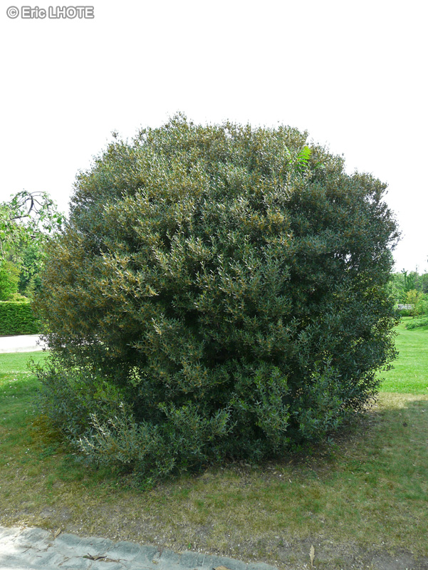  - Phillyrea angustifolia - 