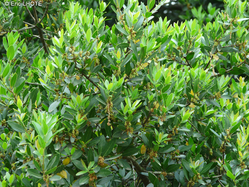  - Phillyrea latifolia - 