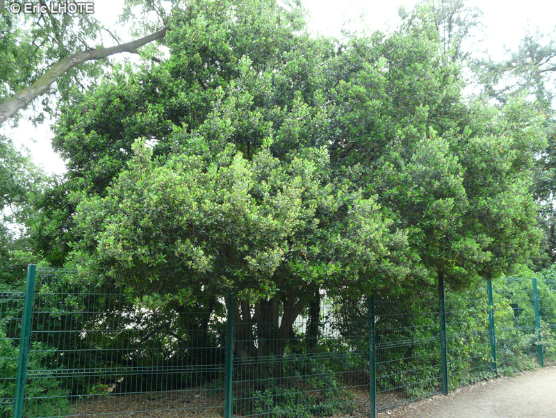  - Phillyrea latifolia - 