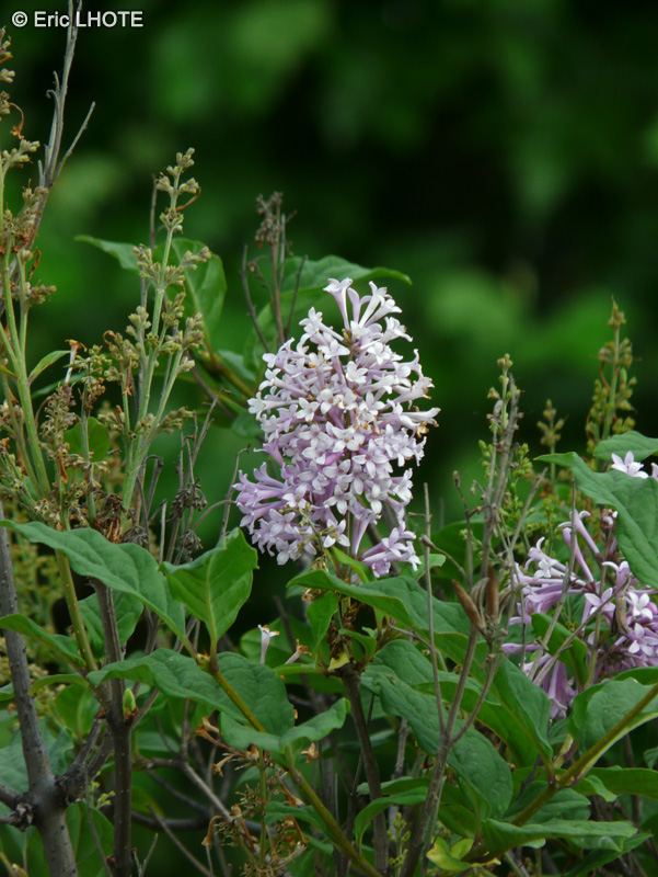  - Syringa josikaea - 