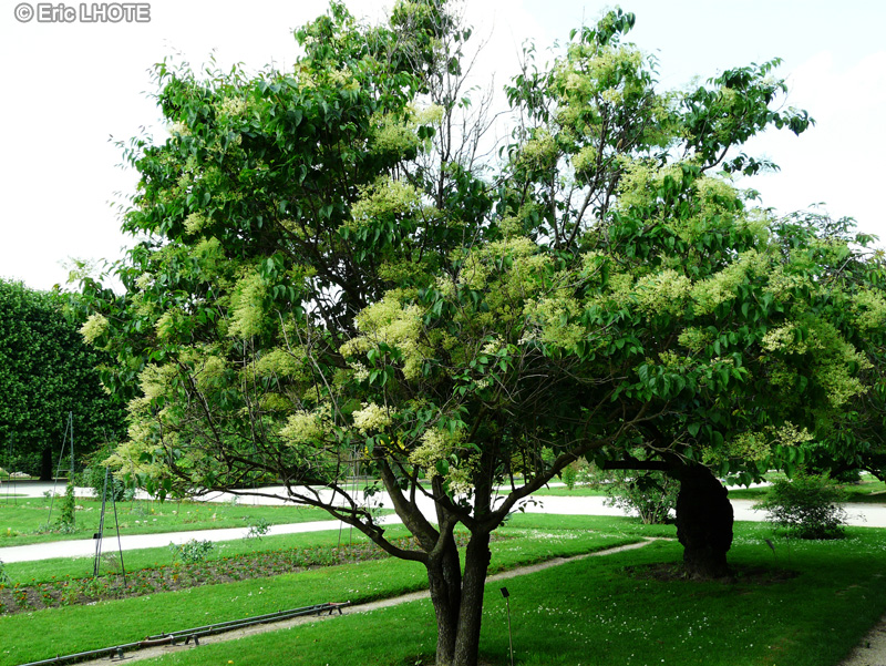  - Syringa pekinensis - 