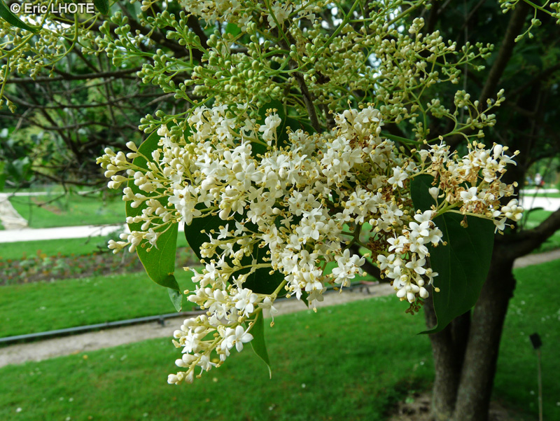  - Syringa pekinensis - 