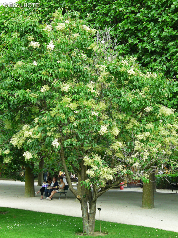  - Syringa pekinensis - 