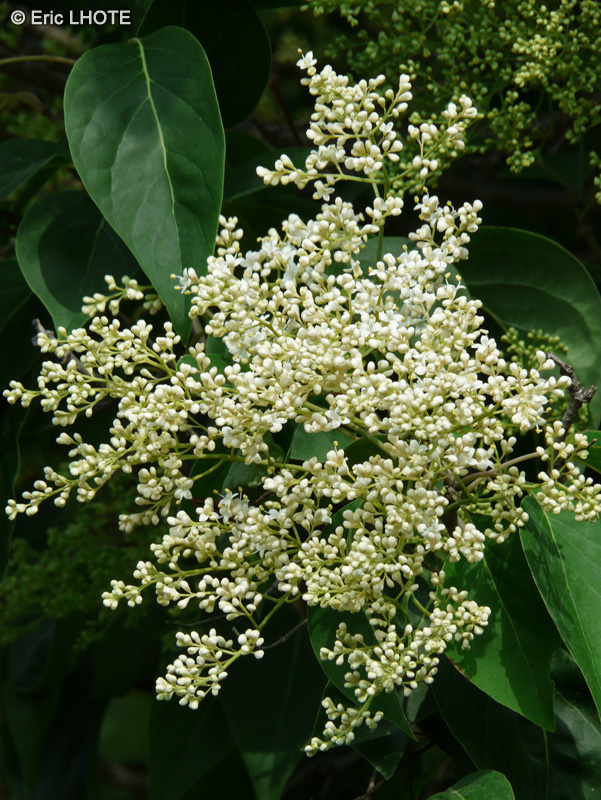  - Syringa pekinensis - 